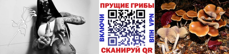 Псилоцибиновые грибы GOLDEN TEACHER Лабытнанги